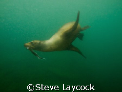 Galapagos sealion with fish, taken whilst snorkling in pe... by Steve Laycock 